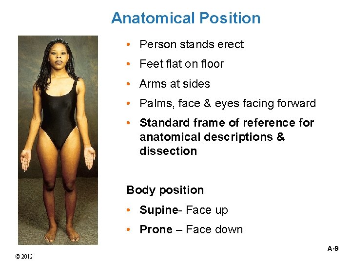 Anatomical Position • Person stands erect • Feet flat on floor • Arms at