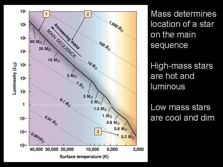 Mass determines location of a star on the main sequence High-mass stars are hot