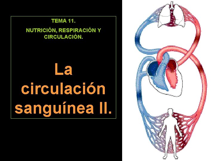 TEMA 11. NUTRICIÓN, RESPIRACIÓN Y CIRCULACIÓN. La circulación sanguínea II. 