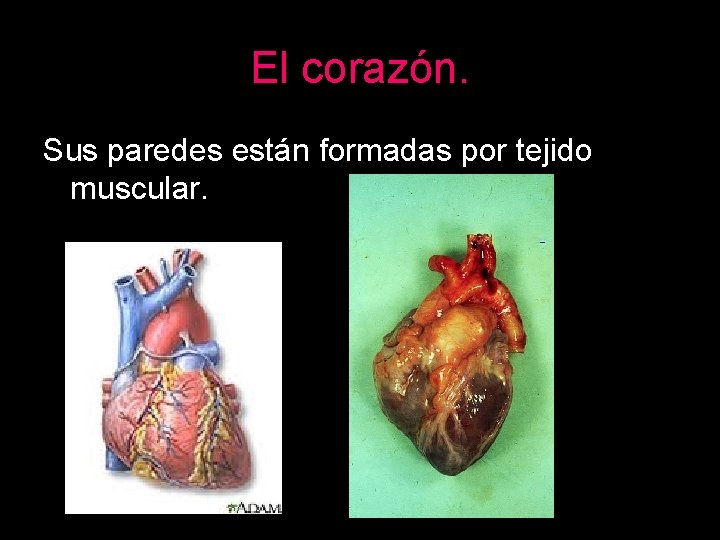 El corazón. Sus paredes están formadas por tejido muscular. 