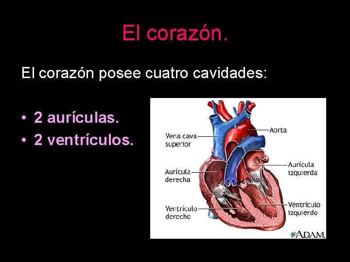 El corazón posee cuatro cavidades: • 2 aurículas. • 2 ventrículos. 