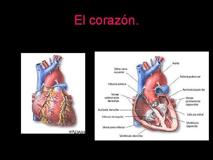 El corazón. 