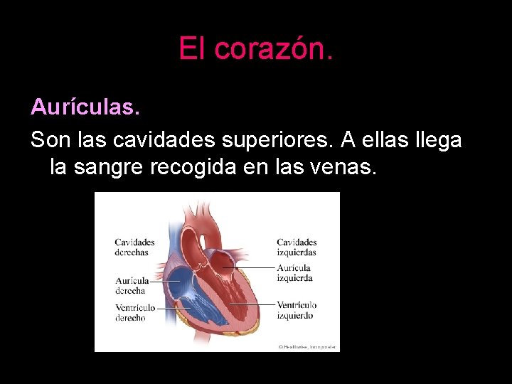 El corazón. Aurículas. Son las cavidades superiores. A ellas llega la sangre recogida en