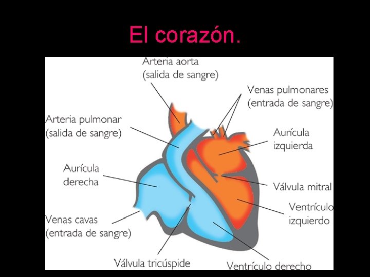 El corazón. 