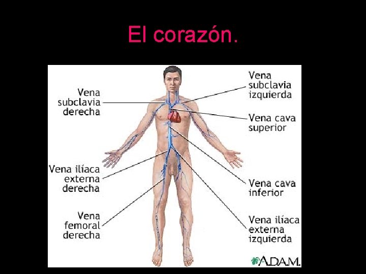 El corazón. 