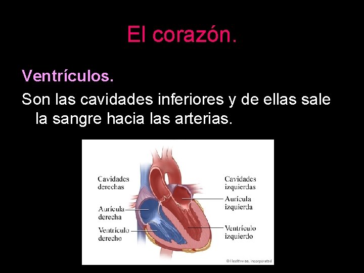 El corazón. Ventrículos. Son las cavidades inferiores y de ellas sale la sangre hacia