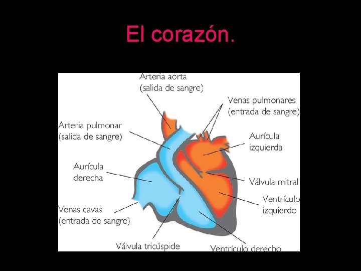 El corazón. 