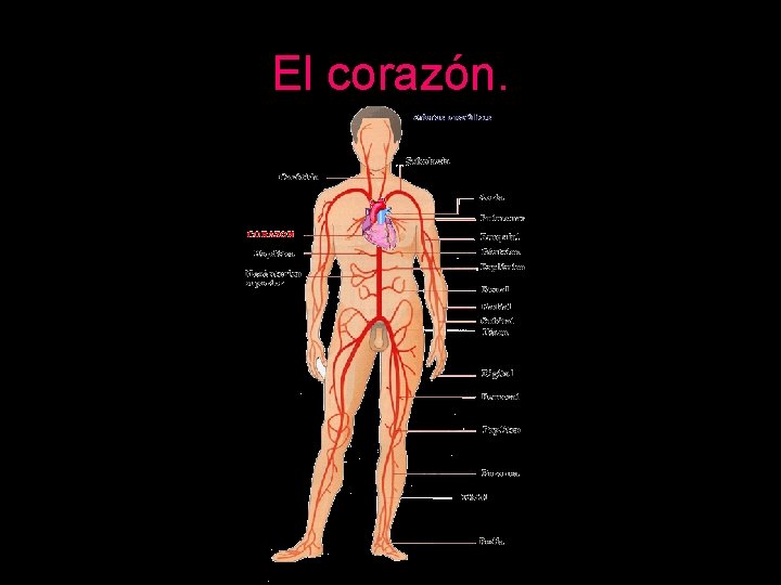 El corazón. 