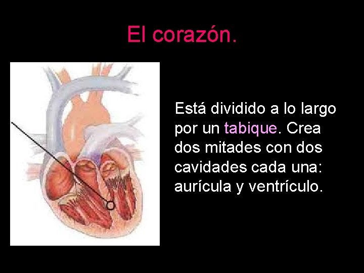 El corazón. Está dividido a lo largo por un tabique. Crea dos mitades con