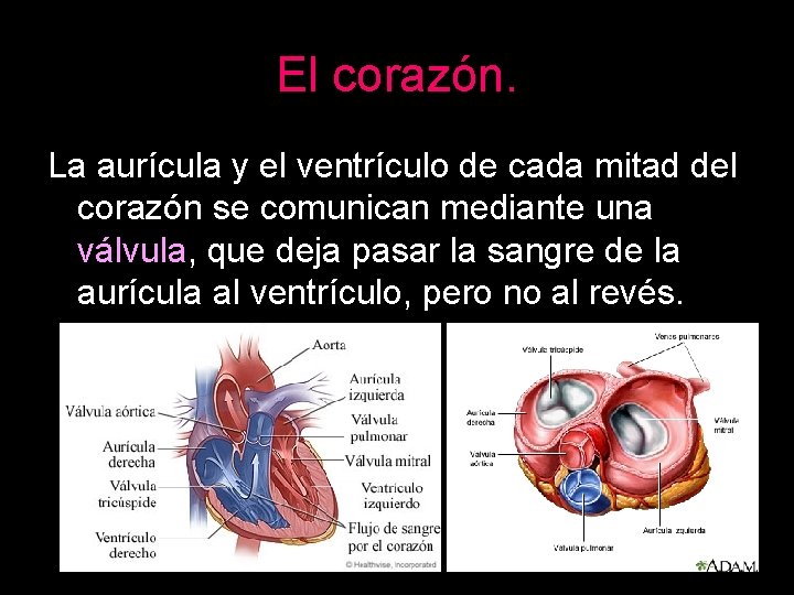 El corazón. La aurícula y el ventrículo de cada mitad del corazón se comunican