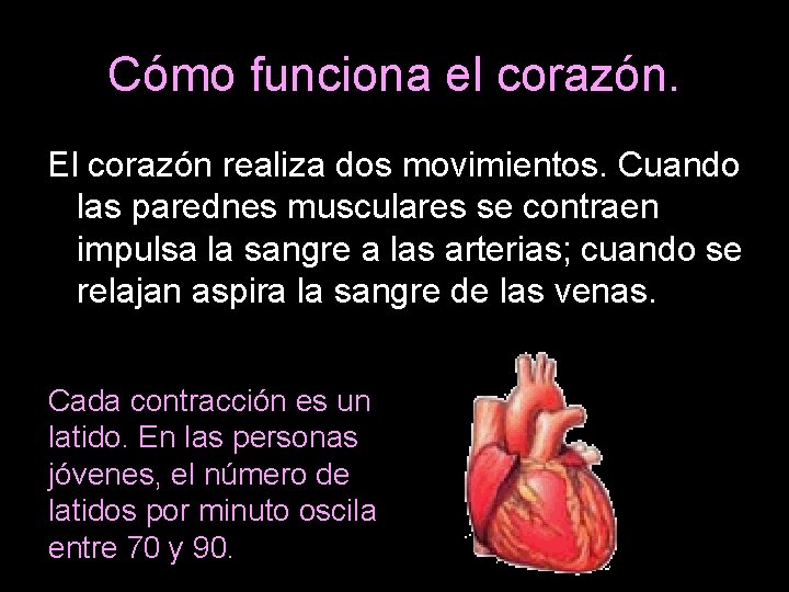 Cómo funciona el corazón. El corazón realiza dos movimientos. Cuando las parednes musculares se