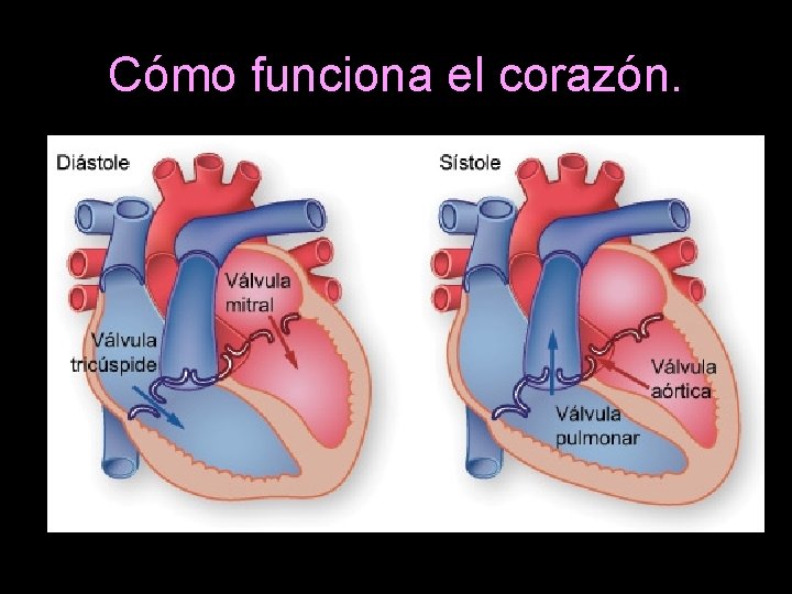 Cómo funciona el corazón. 