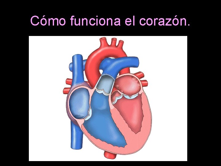 Cómo funciona el corazón. 