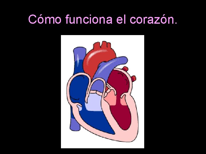 Cómo funciona el corazón. 