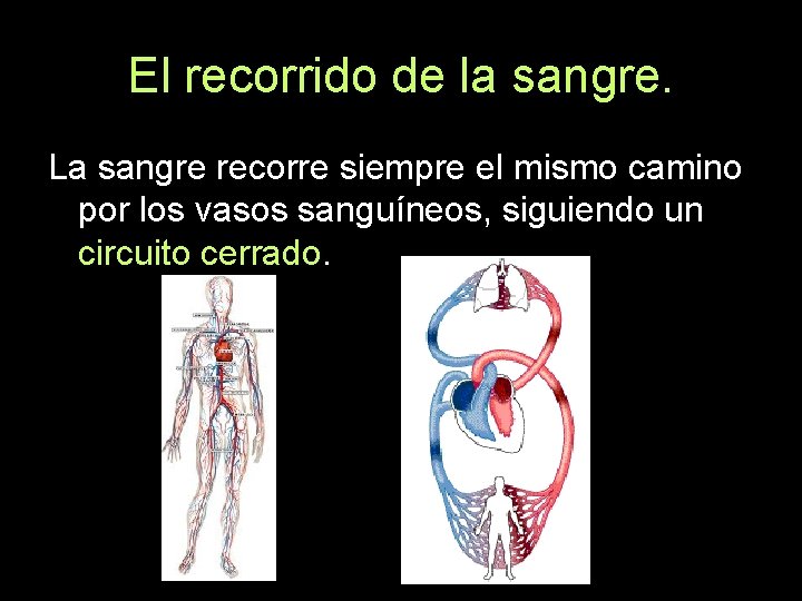 El recorrido de la sangre. La sangre recorre siempre el mismo camino por los