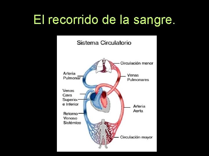 El recorrido de la sangre. 