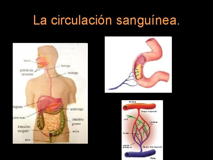 La circulación sanguínea. 