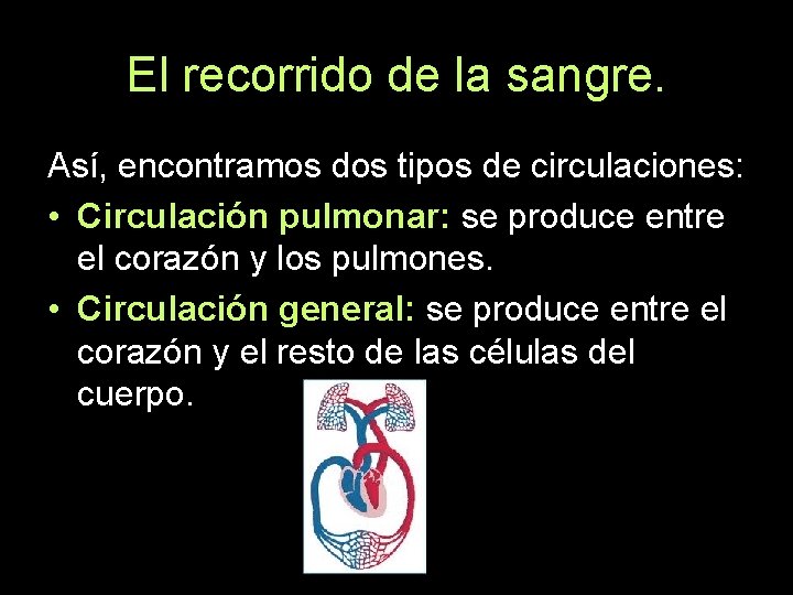 El recorrido de la sangre. Así, encontramos dos tipos de circulaciones: • Circulación pulmonar: