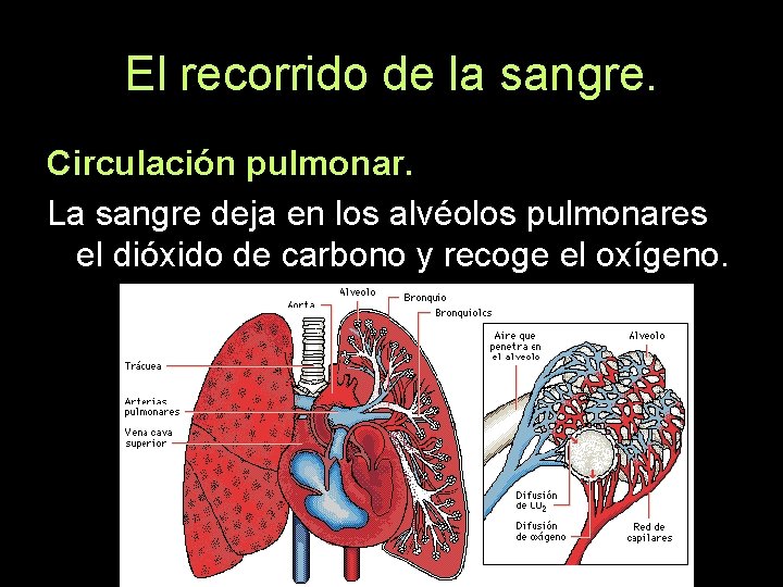 El recorrido de la sangre. Circulación pulmonar. La sangre deja en los alvéolos pulmonares