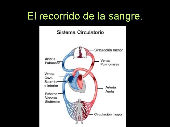 El recorrido de la sangre. 