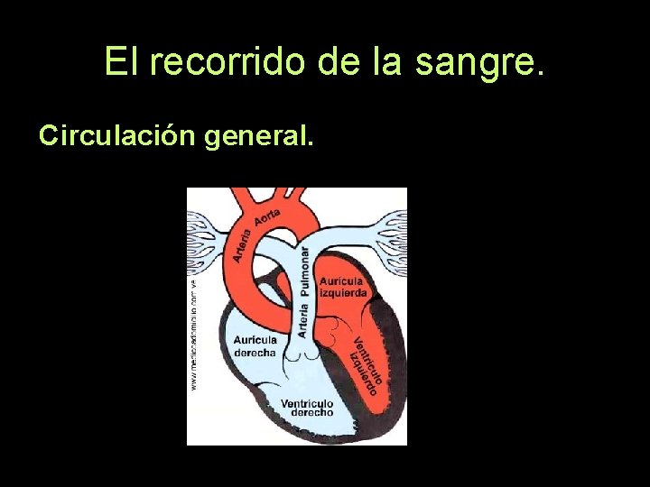 El recorrido de la sangre. Circulación general. 