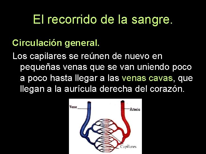 El recorrido de la sangre. Circulación general. Los capilares se reúnen de nuevo en