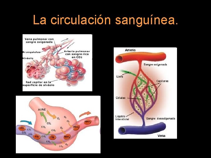 La circulación sanguínea. 