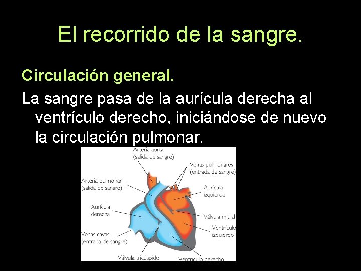 El recorrido de la sangre. Circulación general. La sangre pasa de la aurícula derecha