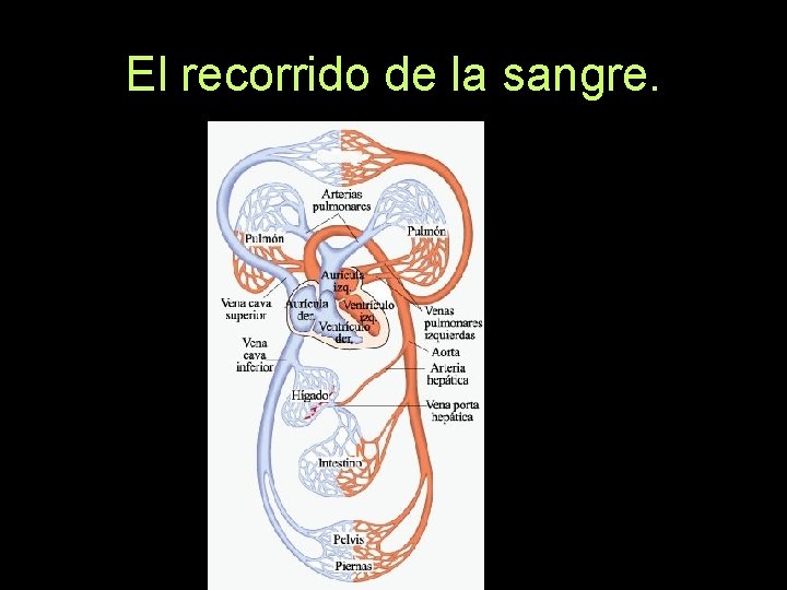 El recorrido de la sangre. 