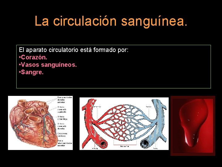 La circulación sanguínea. El aparato circulatorio está formado por: • Corazón. • Vasos sanguíneos.