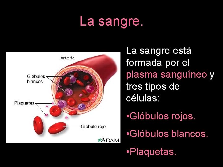 La sangre está formada por el plasma sanguíneo y tres tipos de células: •