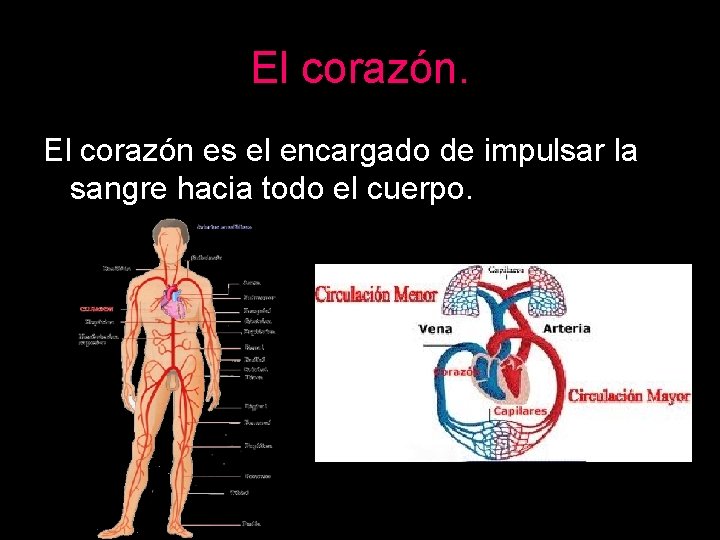 El corazón es el encargado de impulsar la sangre hacia todo el cuerpo. 