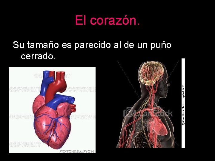 El corazón. Su tamaño es parecido al de un puño cerrado. 