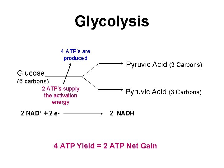 Glycolysis 4 ATP’s are produced Pyruvic Acid (3 Carbons) Glucose (6 carbons) 2 ATP’s