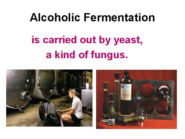 Alcoholic Fermentation is carried out by yeast, a kind of fungus. 