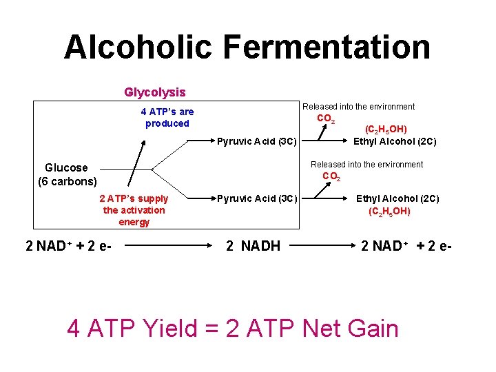 Alcoholic Fermentation Glycolysis Released into the environment 4 ATP’s are produced CO 2 Pyruvic