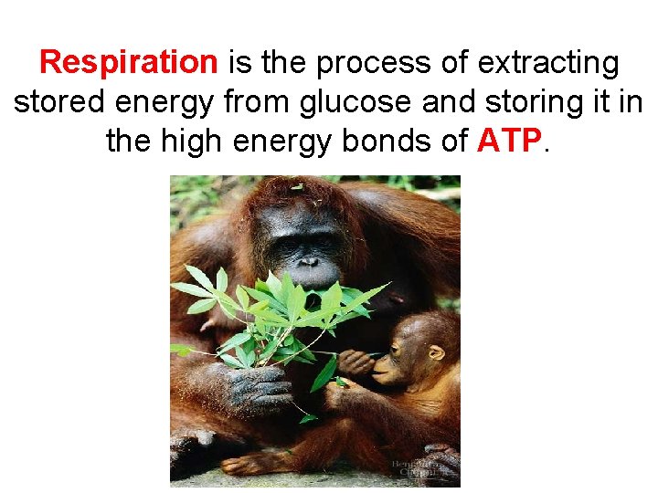 Respiration is the process of extracting stored energy from glucose and storing it in