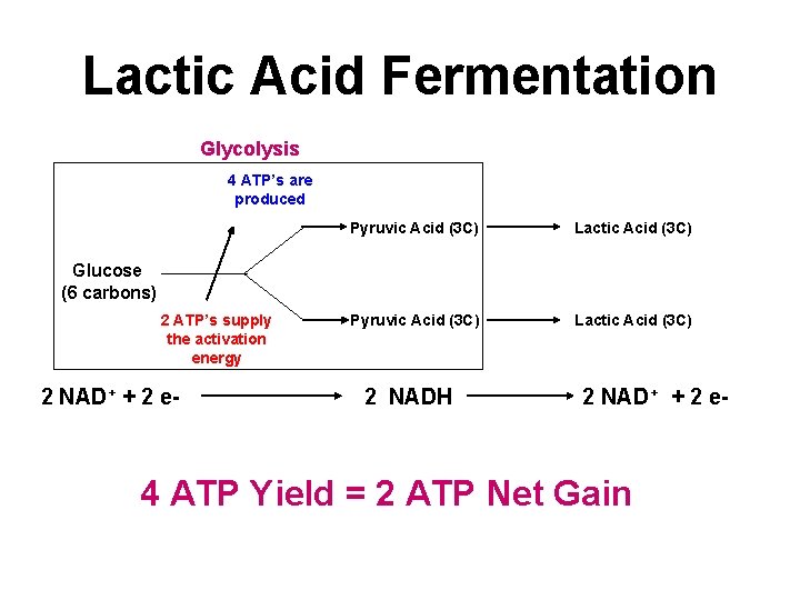 Lactic Acid Fermentation Glycolysis 4 ATP’s are produced Pyruvic Acid (3 C) Lactic Acid