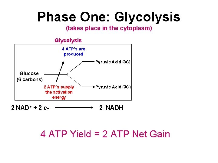 Phase One: Glycolysis (takes place in the cytoplasm) Glycolysis 4 ATP’s are produced Pyruvic