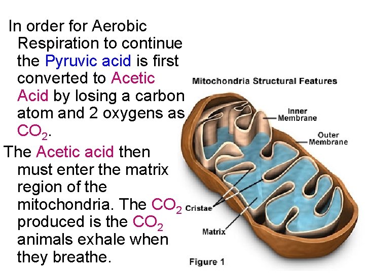 In order for Aerobic Respiration to continue the Pyruvic acid is first converted to