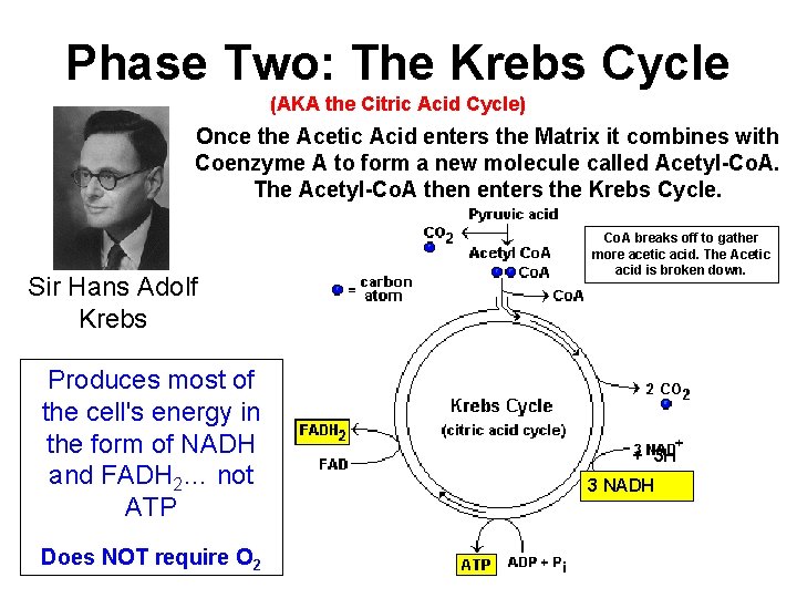 Phase Two: The Krebs Cycle (AKA the Citric Acid Cycle) Once the Acetic Acid