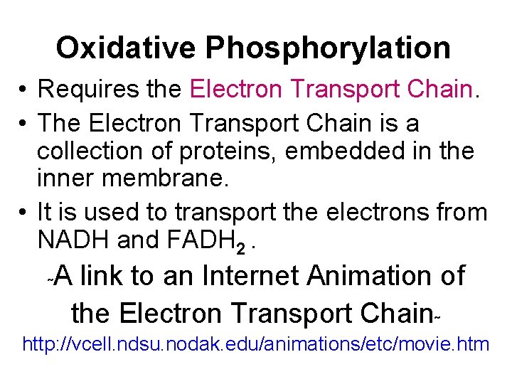 Oxidative Phosphorylation • Requires the Electron Transport Chain. • The Electron Transport Chain is