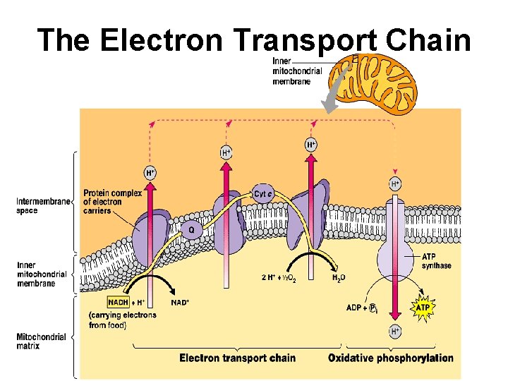 The Electron Transport Chain 