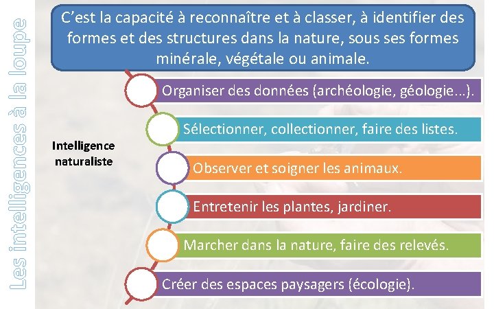 Les intelligences à la loupe C’est la capacité à reconnaître et à classer, à