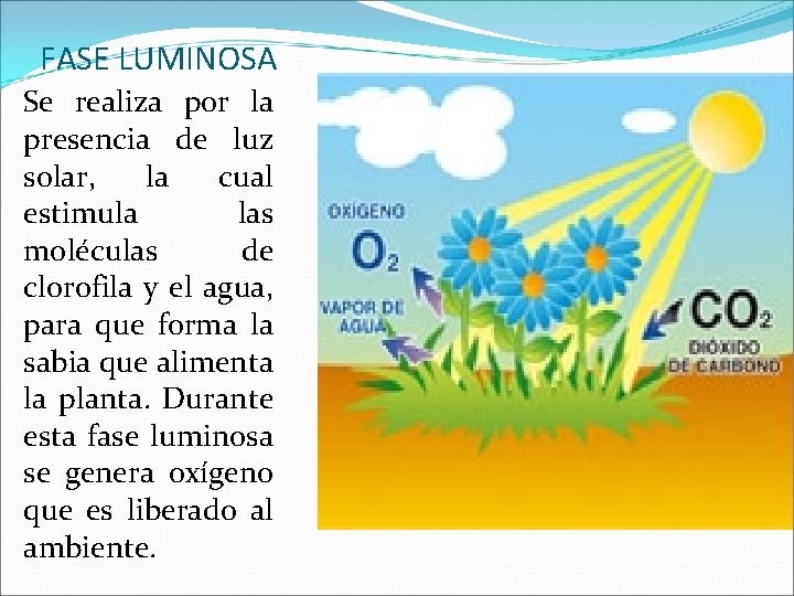 FASE LUMINOSA Se realiza por la presencia de luz solar, la cual estimula las