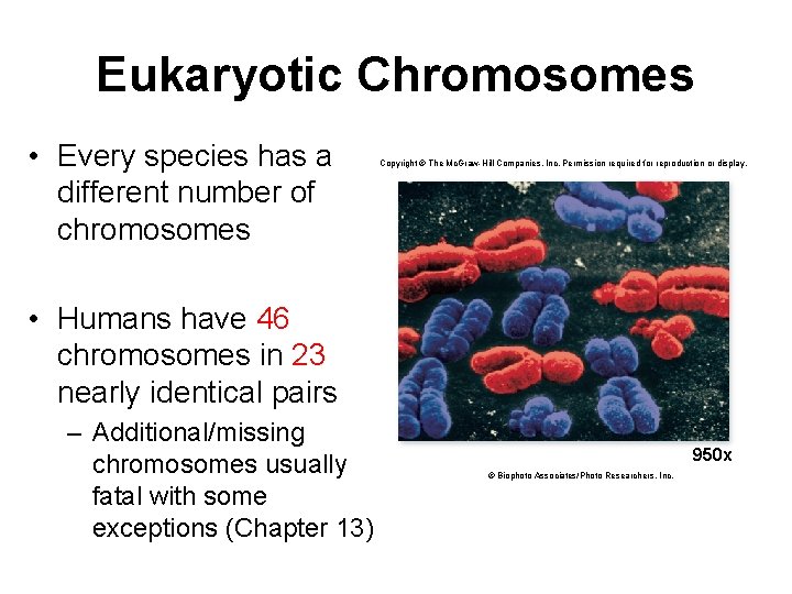 Eukaryotic Chromosomes • Every species has a different number of chromosomes Copyright © The
