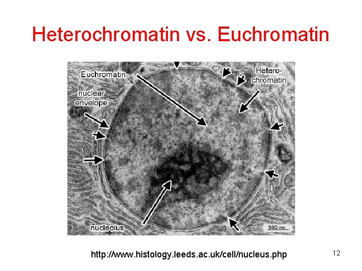 Heterochromatin vs. Euchromatin http: //www. histology. leeds. ac. uk/cell/nucleus. php 12 