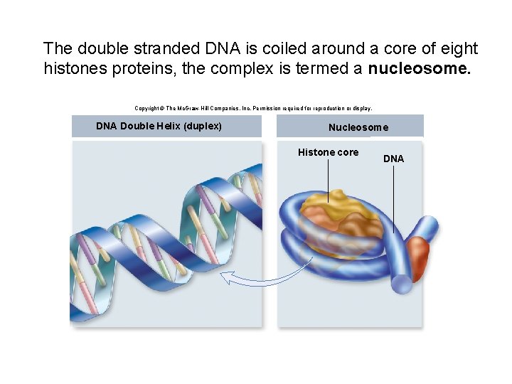 The double stranded DNA is coiled around a core of eight histones proteins, the