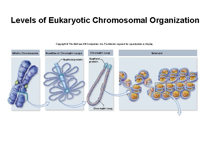 Levels of Eukaryotic Chromosomal Organization Copyright © The Mc. Graw-Hill Companies, Inc. Permission required