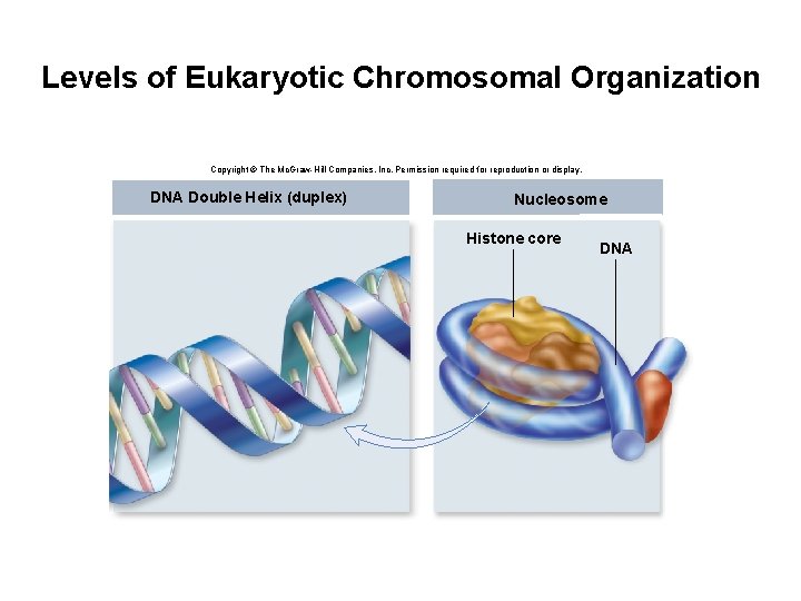 Levels of Eukaryotic Chromosomal Organization Copyright © The Mc. Graw-Hill Companies, Inc. Permission required